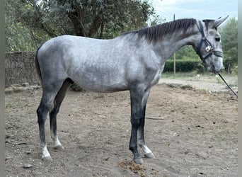 Lusitano, Hengst, 2 Jaar, 155 cm, Schimmel