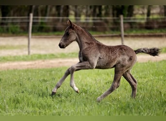 Lusitano Mix, Hengst, 2 Jaar, 155 cm, Zwart