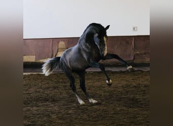 Lusitanos, Hengst, 2 Jahre, 156 cm, Schimmel