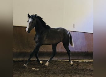 Lusitano, Hengst, 2 Jaar, 156 cm, Schimmel