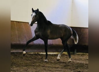 Lusitanos, Hengst, 2 Jahre, 156 cm, Schimmel