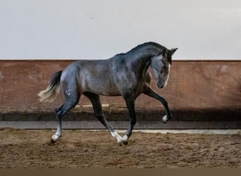 Lusitanos, Hengst, 2 Jahre, 156 cm, Schimmel