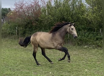 Lusitano, Hengst, 2 Jaar, 157 cm, Falbe