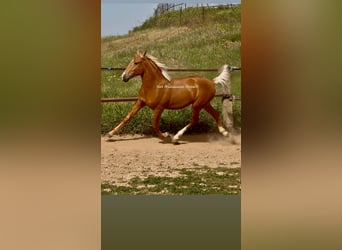 Lusitano, Hengst, 2 Jaar, 158 cm, Palomino