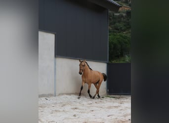 Lusitano, Hengst, 2 Jaar, 159 cm, Falbe