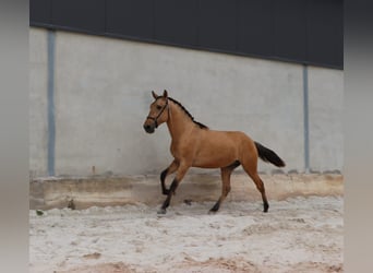 Lusitano, Hengst, 2 Jaar, 159 cm, Falbe