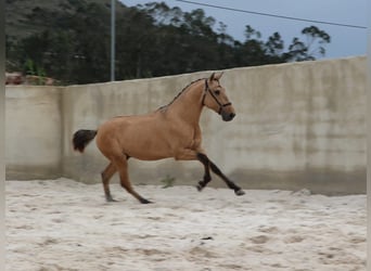 Lusitano, Hengst, 2 Jaar, 159 cm, Falbe