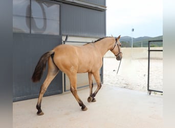 Lusitano, Hengst, 2 Jaar, 159 cm, Falbe