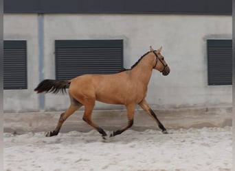 Lusitano, Hengst, 2 Jaar, 159 cm, Falbe