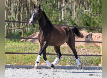 Lusitano, Hengst, 2 Jaar, 160 cm, Zwart