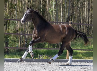 Lusitano, Hengst, 2 Jaar, 160 cm, Zwart