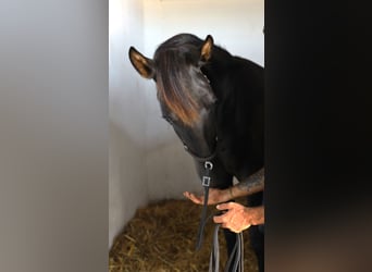 Lusitano, Hengst, 2 Jaar, 160 cm, Zwart