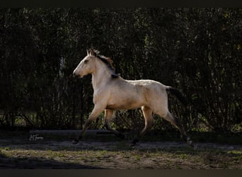 Lusitano, Hengst, 2 Jaar, 161 cm, Buckskin