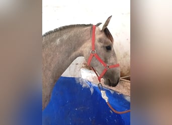 Lusitano, Hengst, 2 Jaar, 161 cm, Schimmel