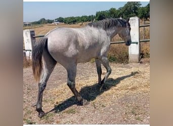 Lusitano, Hengst, 2 Jaar, 161 cm, Schimmel