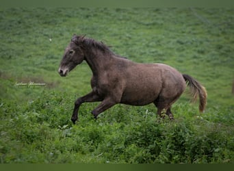 Lusitano, Hengst, 2 Jaar, 162 cm, Schimmel