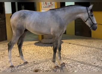 Lusitano, Hengst, 2 Jaar, 162 cm, Schimmel