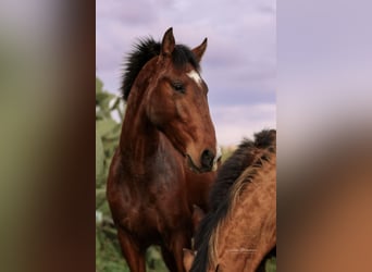 Lusitano, Hengst, 2 Jaar, 163 cm, Bruin