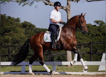 Lusitano, Hengst, 2 Jaar, 163 cm, Roodbruin