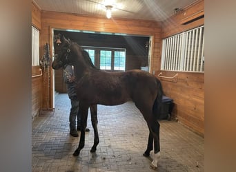 Lusitano, Hengst, 2 Jaar, 163 cm, Roodbruin
