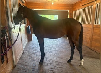 Lusitano, Hengst, 2 Jaar, 163 cm, Roodbruin