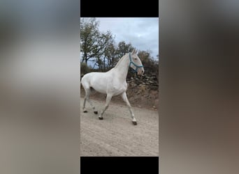Lusitano, Hengst, 2 Jaar, 163 cm, Schimmel