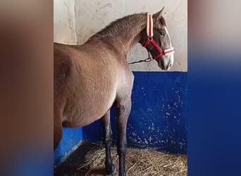 Lusitano, Hengst, 2 Jaar, 163 cm, Schimmel