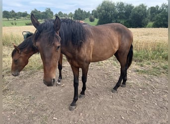 Lusitano Mix, Hengst, 2 Jaar, 163 cm, Zwartbruin