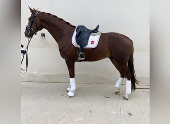 Lusitano, Hengst, 2 Jaar, 164 cm, Falbe