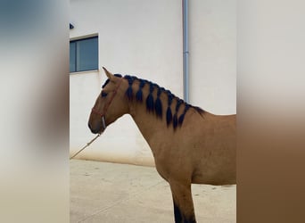 Lusitano, Hengst, 2 Jaar, 164 cm, Falbe