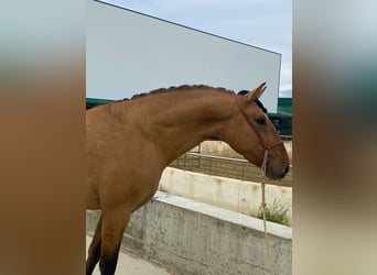 Lusitano, Hengst, 2 Jaar, 164 cm, Falbe