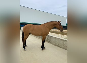 Lusitano, Hengst, 2 Jaar, 164 cm, Falbe