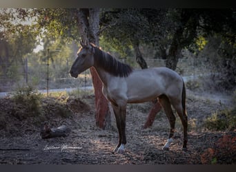 Lusitano, Hengst, 2 Jaar, 164 cm, Grullo