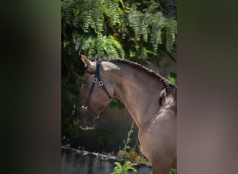 Lusitano, Hengst, 2 Jaar, 164 cm, Grullo