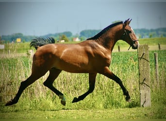 Lusitano, Hengst, 2 Jaar, 165 cm, Bruin