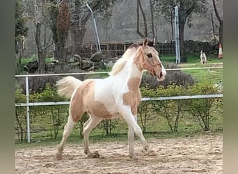 Lusitano Mix, Hengst, 2 Jaar, 165 cm, Gevlekt-paard