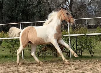 Lusitano Mix, Hengst, 2 Jaar, 165 cm, Gevlekt-paard