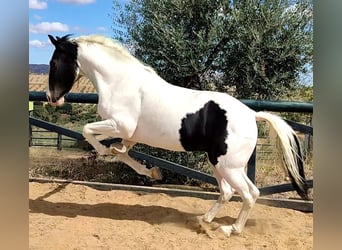 Lusitano Mix, Hengst, 2 Jaar, 165 cm, Gevlekt-paard