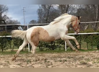 Lusitano Mix, Hengst, 2 Jaar, 165 cm, Gevlekt-paard