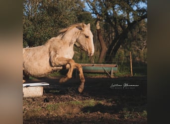 Lusitano, Hengst, 2 Jaar, 165 cm, Palomino