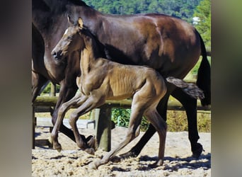 Lusitano, Hengst, 2 Jaar, 165 cm, Zwart