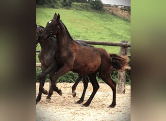 Lusitano, Hengst, 2 Jaar, 165 cm, Zwart