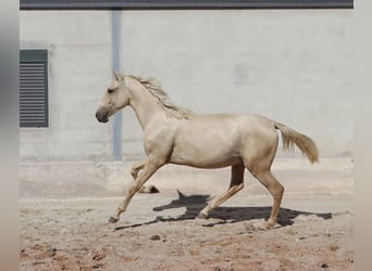 Lusitano, Hengst, 2 Jaar, 166 cm, Palomino