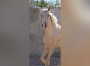Lusitano, Hengst, 2 Jaar, 166 cm, Palomino