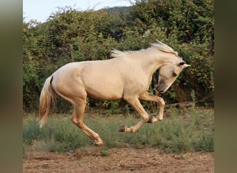 Lusitano, Hengst, 2 Jaar, 166 cm, Palomino