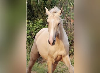 Lusitano, Hengst, 2 Jaar, 166 cm, Palomino