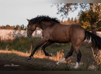 Lusitano, Hengst, 2 Jaar, 167 cm, Buckskin