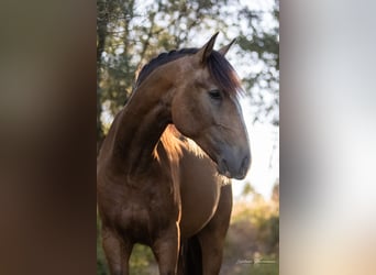 Lusitano, Hengst, 2 Jaar, 167 cm, Buckskin