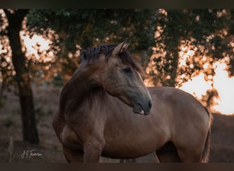 Lusitano, Hengst, 2 Jaar, 167 cm, Buckskin