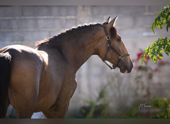 Lusitano, Hengst, 2 Jaar, 167 cm, Buckskin